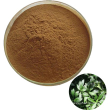 Pure natural plant extract Folium Isatidis P.E powder